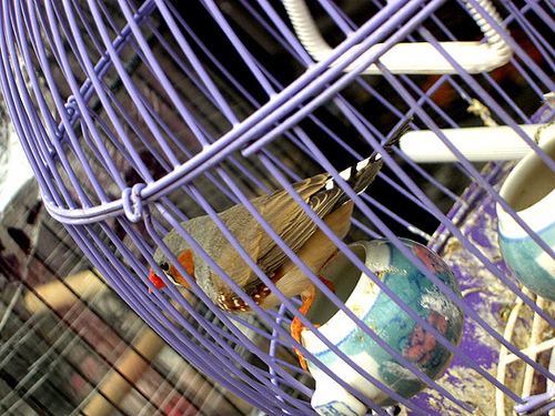Bird in Jail, Chinatown