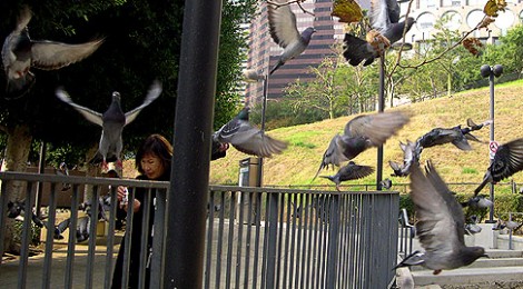Photo Op: Downtown Pigeons Get Crazy On